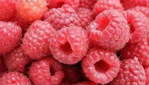 Bio Frambozenplanten, 2 x vrucht per jaar, Tuin en Terras, Planten | Tuinplanten, Vaste plant, Fruitplanten, Halfschaduw, Herfst