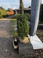 ilex crenata blokken, Ophalen