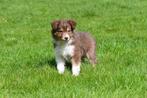 Chiot Border Collie à vendre - mâle, Animaux & Accessoires, Un chien, Belgique, 8 à 15 semaines, Parvovirose