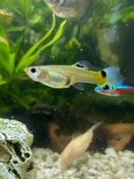 Jonge guppy vrouwtjes, Dieren en Toebehoren, Vissen | Aquariumvissen