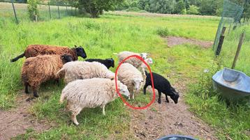 Ouessant ooi 1j oud beschikbaar voor biedingen