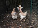 2 koppels brahma, Meerdere dieren, Kip