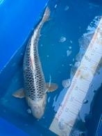 50 cm koi, Dieren en Toebehoren, Vissen | Vijvervissen, Karper of Koi