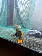 Pseudacanthicus Leopardus L600 +- 13cm, Dieren en Toebehoren, Vissen | Aquariumvissen