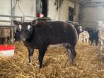 Dassenkop texel ramlammeren, Dieren en Toebehoren, Schapen, Geiten en Varkens