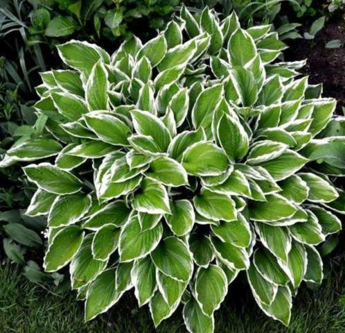 Hosta vert bords blancs - pot 17 cm, Jardin & Terrasse, Plantes | Jardin, Plante fixe, Couvre-sol, Pleine ombre, Été, Enlèvement