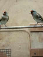 Kruising distelvink x kanarie, Dieren en Toebehoren, Vogels | Kanaries