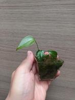 Anthurium veitchii x, Ophalen of Verzenden