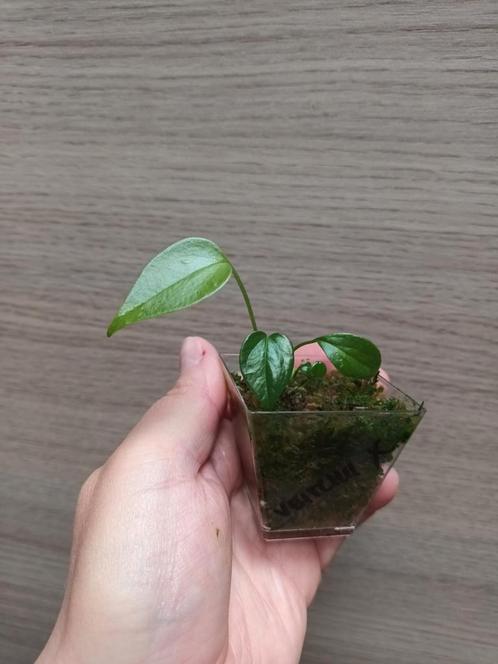 Anthurium veitchii x, Huis en Inrichting, Kamerplanten, Ophalen of Verzenden