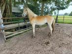 Grote haflinger ruin 1.50 en merrie 2jr merrie met papier, Dieren en Toebehoren, Meerdere dieren, Gechipt, 0 tot 2 jaar