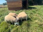 5 jonge swifter ooien, Dieren en Toebehoren, Vrouwelijk, Schaap, 0 tot 2 jaar