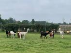 Alpacas te koop