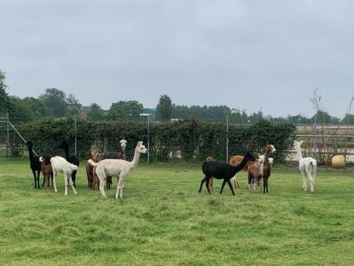 Alpacas te koop, Animaux & Accessoires, Moutons, Chèvres & Cochons