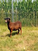 Mooie ram ( black belly × dorper ), Dieren en Toebehoren, Schapen, Geiten en Varkens, Schaap
