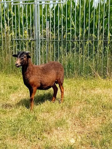 Mooie ram ( black belly × dorper ) beschikbaar voor biedingen