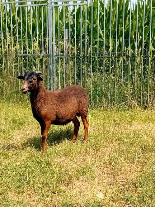 Mooie ram ( black belly × dorper ), Dieren en Toebehoren, Schapen, Geiten en Varkens, Schaap