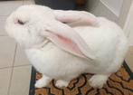 Dek rammelaar kruising Duitse Reus., Dieren en Toebehoren