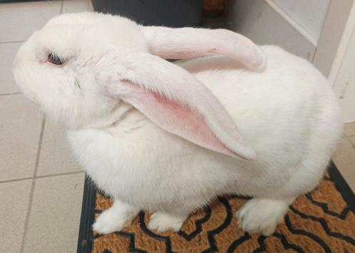 Rammelaar Duitse  Reus Top kwaliteit!, Dieren en Toebehoren, Konijnen