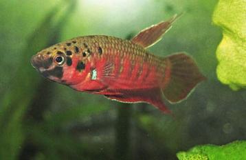 Bettas Rubras  beschikbaar voor biedingen