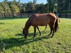 Drachtige D pony, Dieren en Toebehoren, Pony's, Zadelmak, Gechipt, Merrie, 3 tot 6 jaar