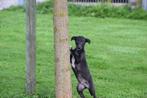 Whippet pups bij ons geboren,beide ouders aanwezig, Dieren en Toebehoren, België, Whippet, 8 tot 15 weken, Meerdere
