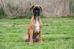 Boxer pups te koop, Dieren en Toebehoren, Honden | Bulldogs, Pinschers en Molossers, 15 weken tot 1 jaar, Overige rassen, Buitenland