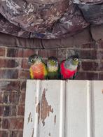 Pyrrhura perlatta & hypoxanta, Dieren en Toebehoren, Vogels | Overige Vogels