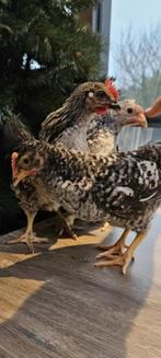 Kippen, Dieren en Toebehoren, Pluimvee