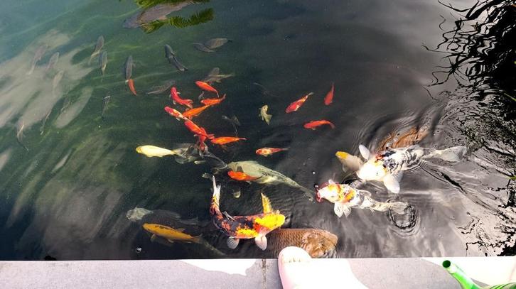 Koi's - vlinderkoi's - goudvissen - steurs, Dieren en Toebehoren, Vissen | Vijvervissen, Karper of Koi