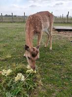 Damhert (mannetje), Dieren en Toebehoren, Overige Dieren, Mannelijk