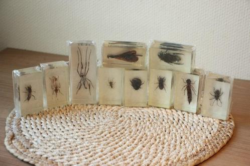 Taxidermie Opgezette Insecten in hars, Verzamelen, Dierenverzamelingen, Insect, Ophalen of Verzenden