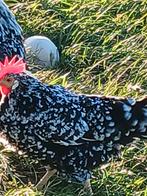 Bonte leghorn hennen, Dieren en Toebehoren, Pluimvee, Vrouwelijk, Kip