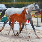 Wandelpaard /dressuurpaard/ fokmerrie te koop, Dieren en Toebehoren, Paarden, Merrie, Dressuurpaard