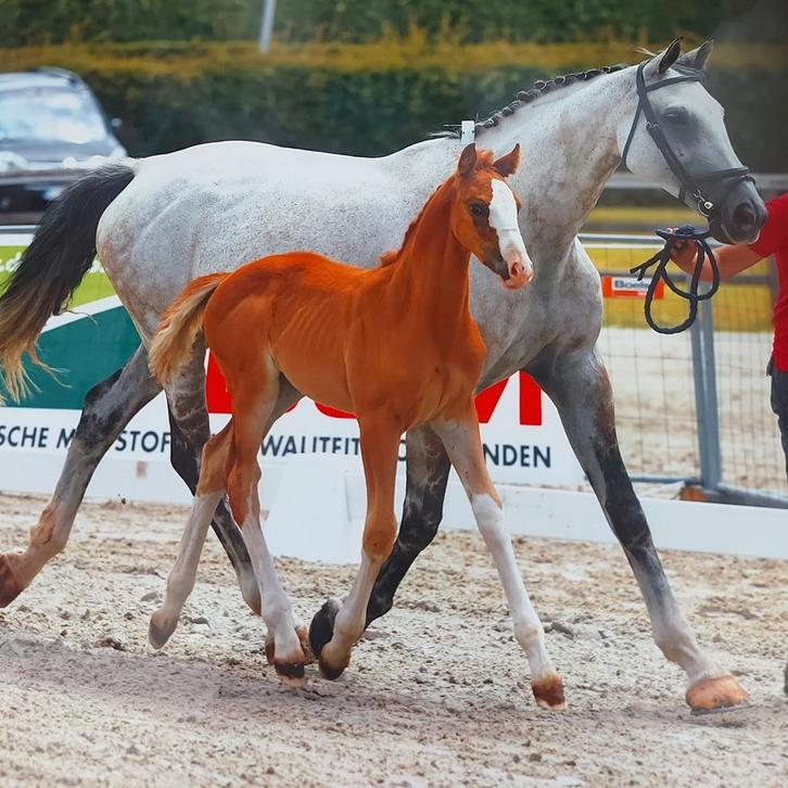 Super lieve 14jarige Recreatiemerrie te koop, Dieren en Toebehoren, Paarden, Merrie, Dressuurpaard