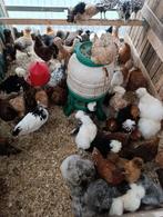 jonge+legklare hennen vanaf 8,5 +sierkippen+hokken+voeding, Dieren en Toebehoren, Pluimvee, Vrouwelijk, Kip