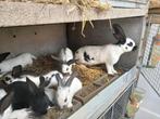 reuzen vlinders drachtege voetsters, Dieren en Toebehoren, Konijnen, Vrouwelijk, Middelgroot, 0 tot 2 jaar