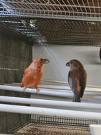 Grote kruisbekken, Dieren en Toebehoren