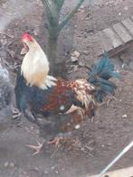 kippen : Bleu De Landes ,Tamme Haan, Dieren en Toebehoren, Pluimvee, Mannelijk, Kip