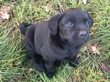 Labradorpups op de boerderij  beschikbaar voor biedingen