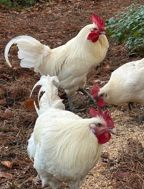 Poule de Bresse broedeieren, Dieren en Toebehoren, Pluimvee