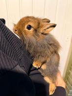 Mélange de couleurs lapin nain, Nain