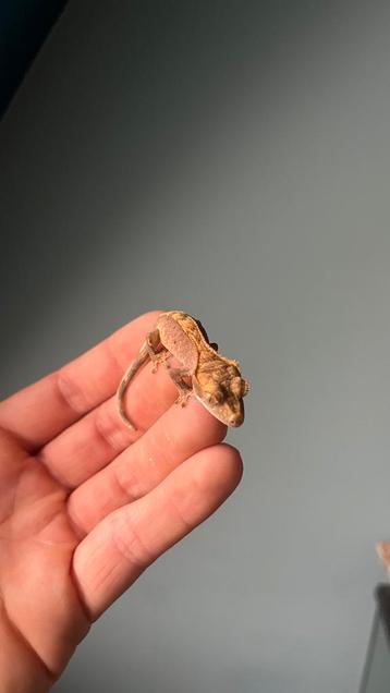 Gekko een kuifwimpergekko kuifgekko beschikbaar voor biedingen