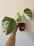 Monstera variegata deliciosa, Huis en Inrichting, Ophalen