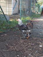 Zalm Brahma haan van 5 maanden oud, Dieren en Toebehoren, Pluimvee, Mannelijk, Kip