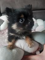 chihuahua puppy teefje, België, Fokker | Hobbymatig, 8 tot 15 weken, Teef