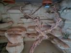 reptielen bak, Dieren en Toebehoren, Ophalen, Gebruikt