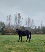 Jaarling merrie, Dieren en Toebehoren, Paarden, Merrie, Ontwormd