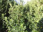 Ilex,Photinia in Promotie!!!, Tuin en Terras, Ophalen, Hulst, Haag, 100 tot 250 cm