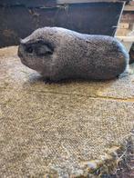 Prachtige zilveragouti zeug uit zuivere lijnen, Animaux & Accessoires, Rongeurs, Juin, Domestique, Cobaye, Femelle