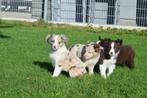 Border collie pups 💖💖💖, Dieren en Toebehoren, België, 15 weken tot 1 jaar, CDV (hondenziekte), Collie